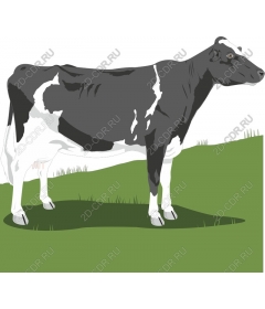 Holstein cow