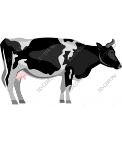 Holstein cow