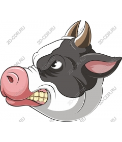 Playful cow head