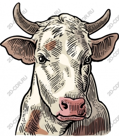  An adorable cow