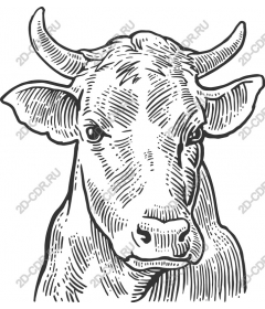 Vintage cow