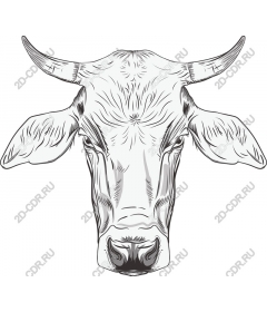  An elegant head of a cow
