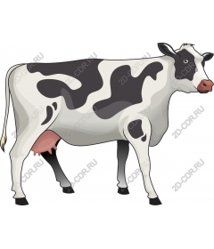 Holstein cow