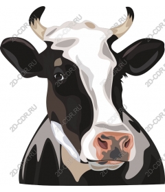  An adorable cow