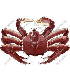  Bright crab