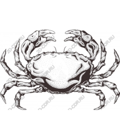  Premium crab
