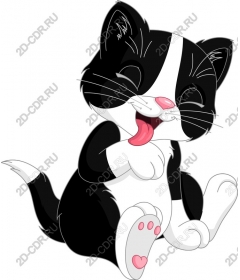  Adorable black and white kitten