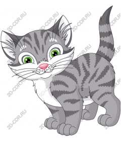 Playful gray kitten