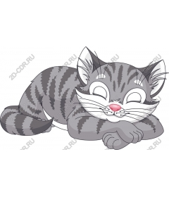  Sleeping cat