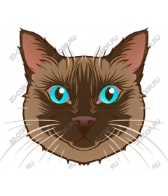  Adorable cat face