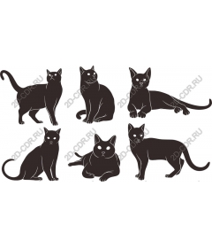  Шесть стильных черных кошек