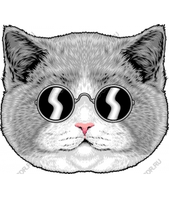  Stylish cat wearing sunglasses