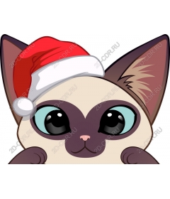  Christmas cat in Santa hat