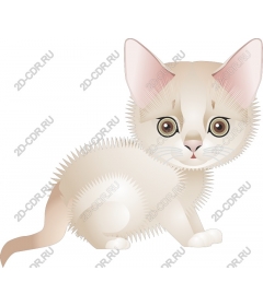  Fluffy cat