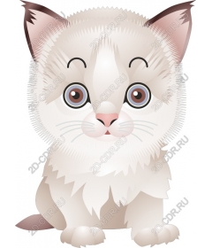  Fluffy kitten