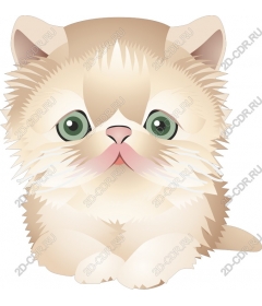  Fluffy Persian cat