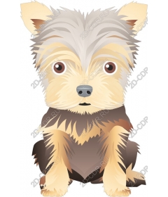  Yorkshire Terrier