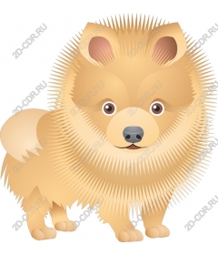  Fluffy dog breeds Pomeranian