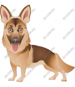  German shepherd