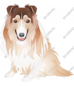 Charming collie dog