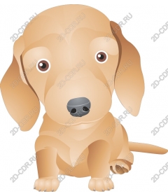  Adorable puppy