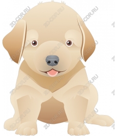  Adorable puppy