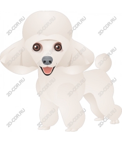  Charming white poodle