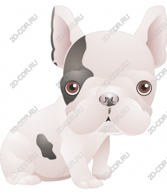  Cute French bulldog