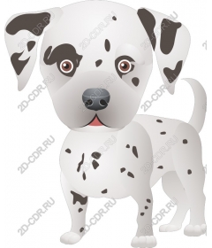  Adorable Dalmatian puppy