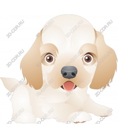  Adorable puppy