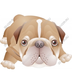  Adorable bulldog