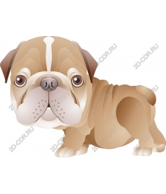  Adorable bulldog