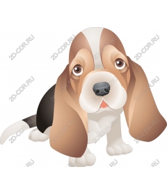  Beagle puppy