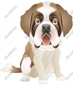 Adorable St. Bernard