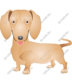  Adorable Dachshund
