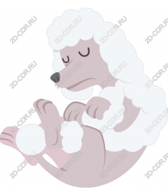 Sleeping poodle