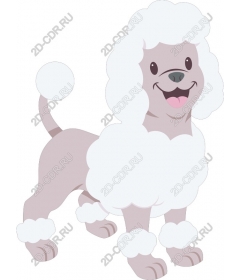  Adorable poodle
