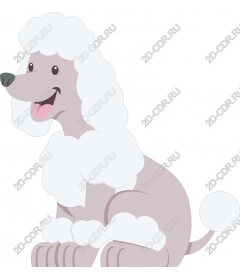  Adorable poodle