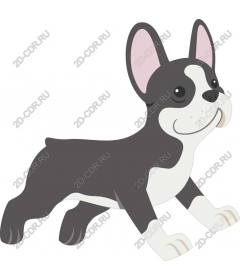  The playful French bulldog