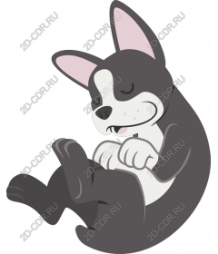 Sleeping puppy