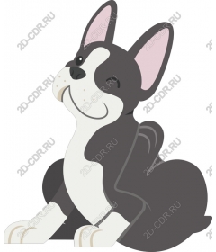  The playful French bulldog