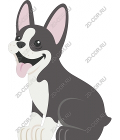  Adorable French bulldog