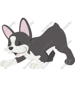  The playful French bulldog