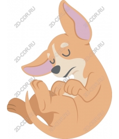 Sleeping Chihuahua