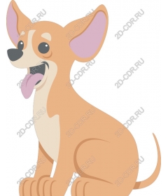  Charming playful Chihuahua