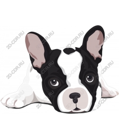  Adorable French bulldog