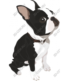  Adorable Boston Terrier