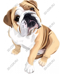  Adorable bulldog