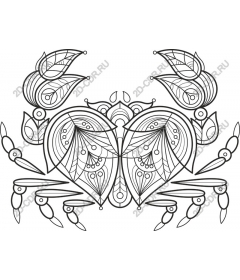  Elegant crab
