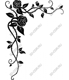  Black rose vine